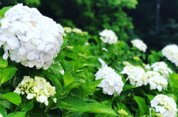 紫陽花