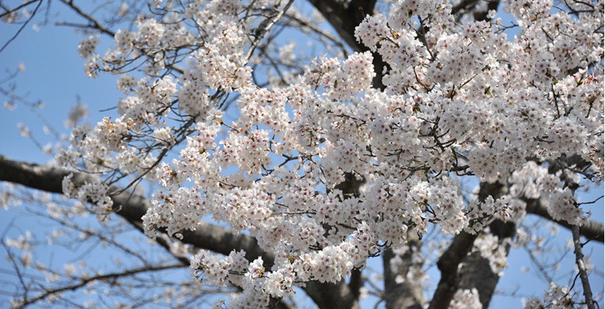 報恩寺 桜