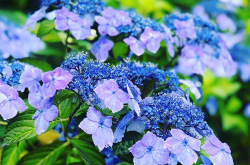 紫陽花